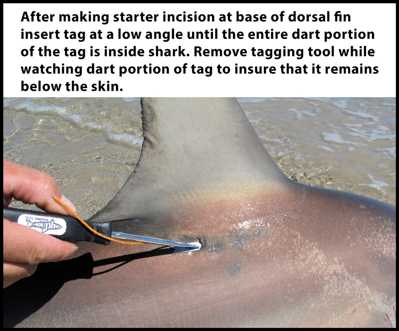 Tagging Instructions